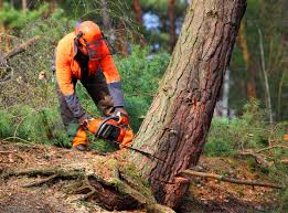 Best Commercial Tree Services  in Ten Mile Run, NJ